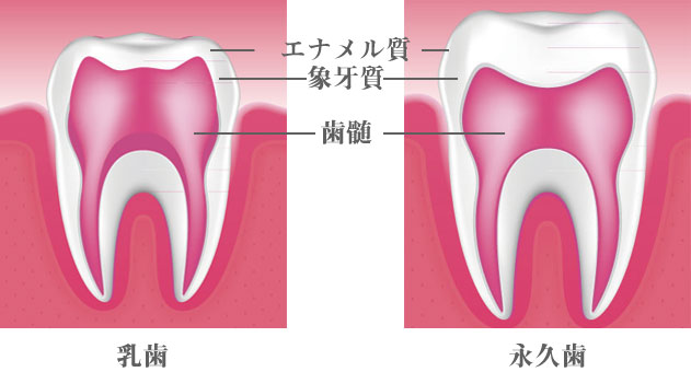 乳歯と永久歯の比較